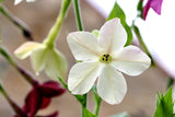 100 Organic WHITE NICOTIANA Flowering TOBACCO Nicotiana Alata Seeds