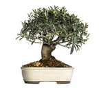 15 EUROPEAN OLIVE TREE Olea Europaea Edible Common Green Black Fruit Seeds