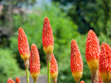50 TORCH LILY Red Hot Poker / Tritoma / Kniphofia Uvaria Flower Seeds