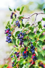20 SASKATOON SERVICEBERRY aka Western, Pacific, Juneberry, Shadbush Amelanchier Alnifolia Native Edible Purple Berry Fruit White Flower Shrub Seeds