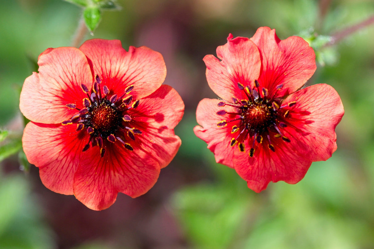 50 NEPAL CINQUEFOIL / POTENTILLA Nepalensis Pink Red Flower Seeds