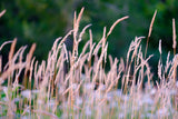 1000 Variegated RIBBON GRASS Reed Canary Phalaris Arundinacea Pink Flower Seeds