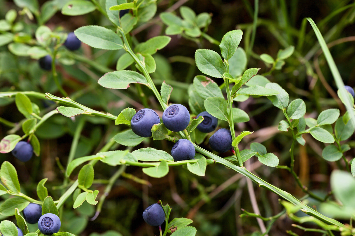 20 Common BILBERRY Fruit Shrub European Blueberry Vaccinium Myrtillus Seeds