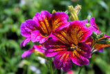 200 Mixed Colors PAINTED TONGUE (Velvet Trumpet Flower) Salpiglossis Grandiflora Virgiana Flower Seeds