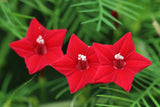 50 CYPRESS VINE MIX Ipomoea Quamoclit Convolvulus Hummingbird Star Morning Glory Cardinal Creeper Flower Seeds - Mixed Colors Red Pink White
