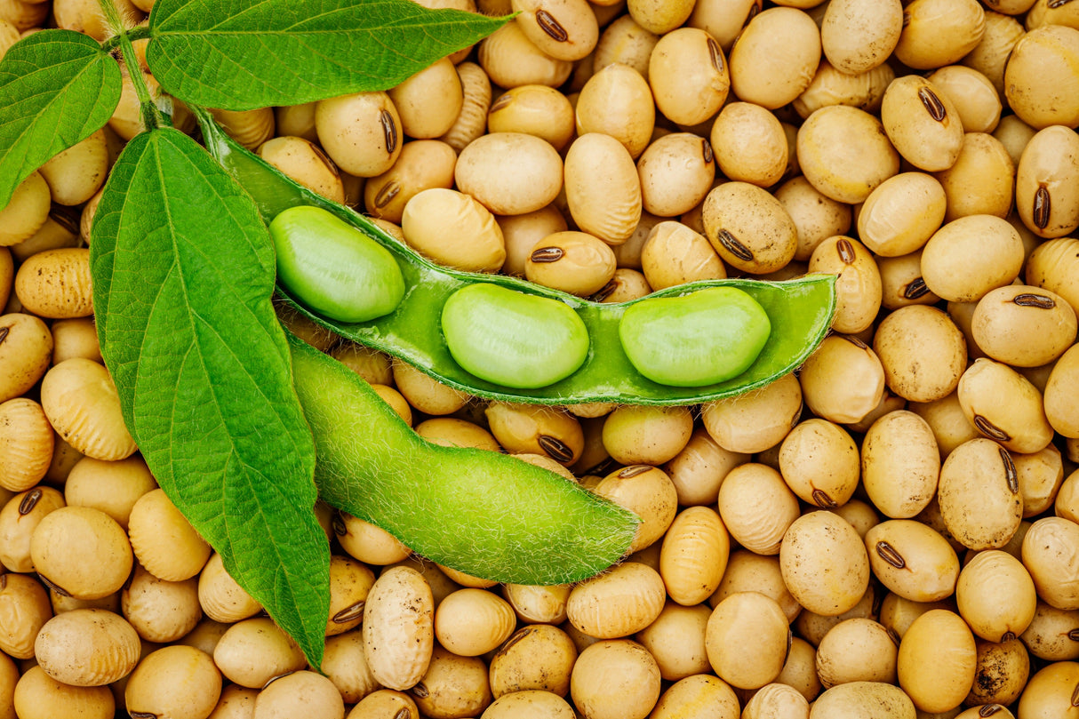 20 Edamame BE SWEET SOYBEAN Glycine Max Soy Bean Green / Yellow Vegetable Seeds