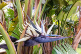5 GIANT BIRD OF PARADISE Tree Strelitzia Nicolai Wild Banana White Crane Blue Purple Flower Houseplant Seeds