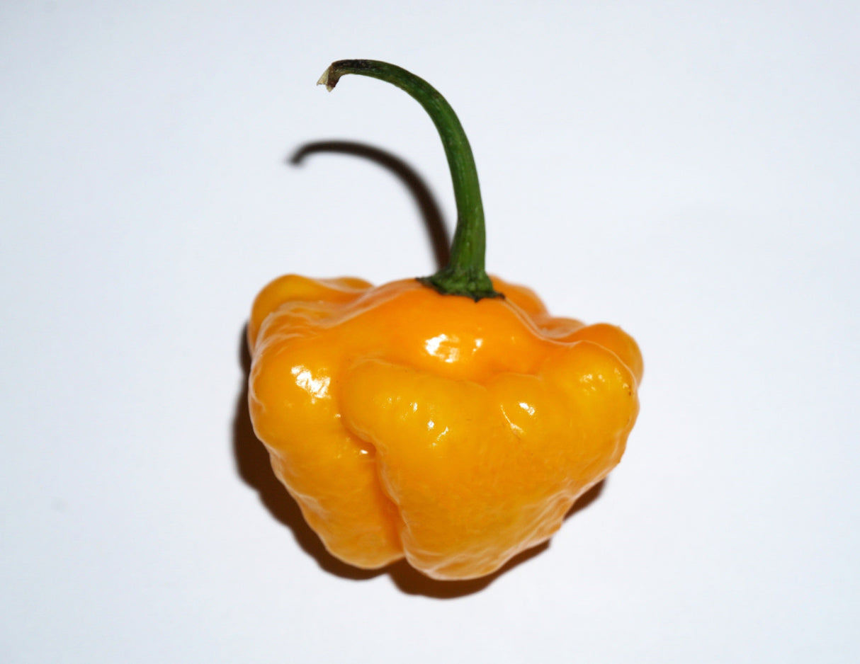 40 Yellow JAMAICAN HOT PEPPER Capsicum Chinense Scotch Bonnet Vegetable Seeds