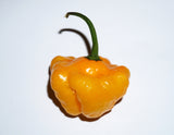 40 Yellow JAMAICAN HOT PEPPER Capsicum Chinense Scotch Bonnet Vegetable Seeds