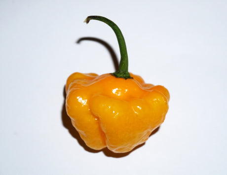 40 Yellow JAMAICAN HOT PEPPER Capsicum Chinense Scotch Bonnet Vegetable Seeds