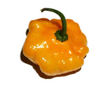 40 Yellow JAMAICAN HOT PEPPER Capsicum Chinense Scotch Bonnet Vegetable Seeds