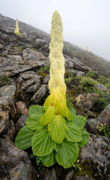 5 NOBLE RHUBARB Rheum Nobile Ornamental Sikkim Himalayan Glasshouse Plant Seeds