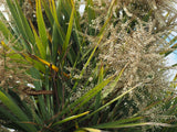 10 Hardy SABAL PALM TREE Cabbage Palmetto Flower Seeds