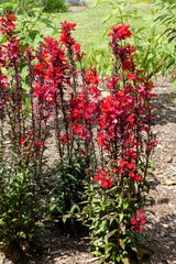 300 CARDINAL FLOWER LOBELIA Cardinalis Flower Seeds
