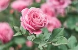 5 PINK ROSE Rosa Bush Shrub Perennial Flower Seeds