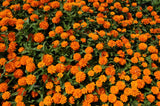 250 ORANGE KING ZINNIA Elegans Flower Seeds