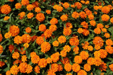 250 ORANGE KING ZINNIA Elegans Flower Seeds