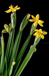 10 YELLOW EYED GRASS Ornamental Sisyrinchium Californicum Flower Seeds