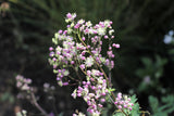 5 CHINESE MEADOW RUE Pink Yunnan Thalictrum Dipterocarpum Delavayi Flower Seeds