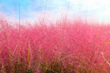 40 PINK MUHLY GRASS Cotton Candy Grass Muhlenbergia Capillaris Native Seeds