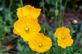 20 Yellow WELSH POPPY Meconopsis Papaver Cambricum Perennial Shade Flower Seeds