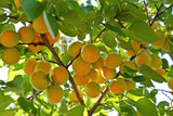 5 COMMON APRICOT Fruit Tree Prunus Armeniaca White Pink Flower Seeds