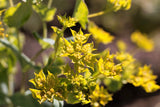 100 GREEN GOLD BUPLEURUM Griffithii Rotundifolium Hares Ear Thoroughwax Flower Seeds