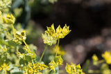 100 GREEN GOLD BUPLEURUM Griffithii Rotundifolium Hares Ear Thoroughwax Flower Seeds