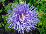 30 VIOLET Purple NEEDLE ASTER Callistephus Chinensis Unicom Flower Seeds