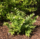 10 SOLOMON'S SPIKE White Western False Seal Maianthemum Racemosum Flower Seeds