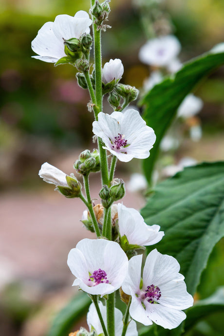 50 WHITE MARSH MALLOW Althaea Officinalis Flower Seeds