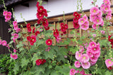 25 BRIGHT PINK HOLLYHOCK Alcea Rosea Flower Seeds Perennial
