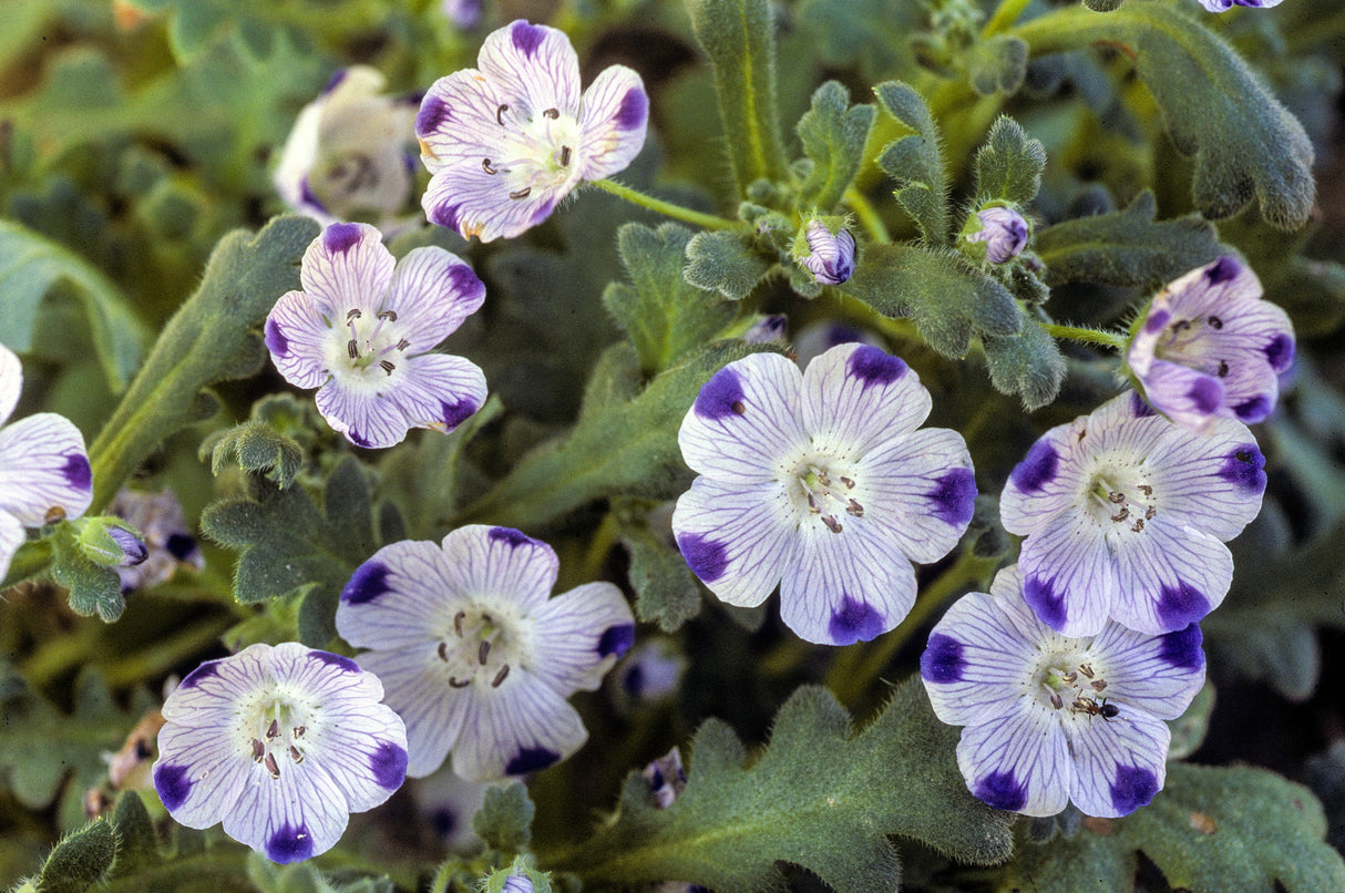 750 FIVE SPOT Nemophila Maculata White & Purple Flower Seeds
