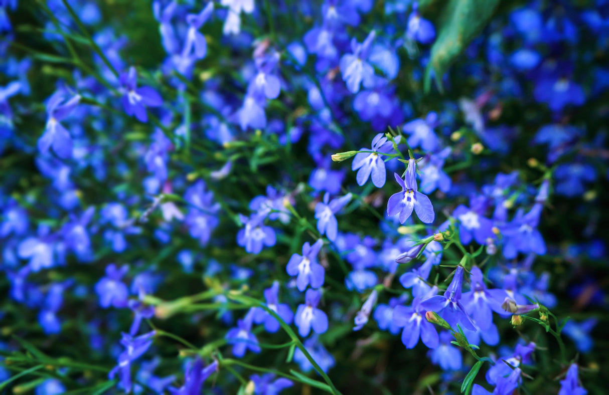 200 BLUE SAPPHIRE LOBELIA Erinus Trailing for Planters or Groundcover Flower Seeds