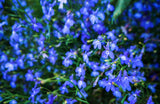 200 BLUE SAPPHIRE LOBELIA Erinus Trailing for Planters or Groundcover Flower Seeds
