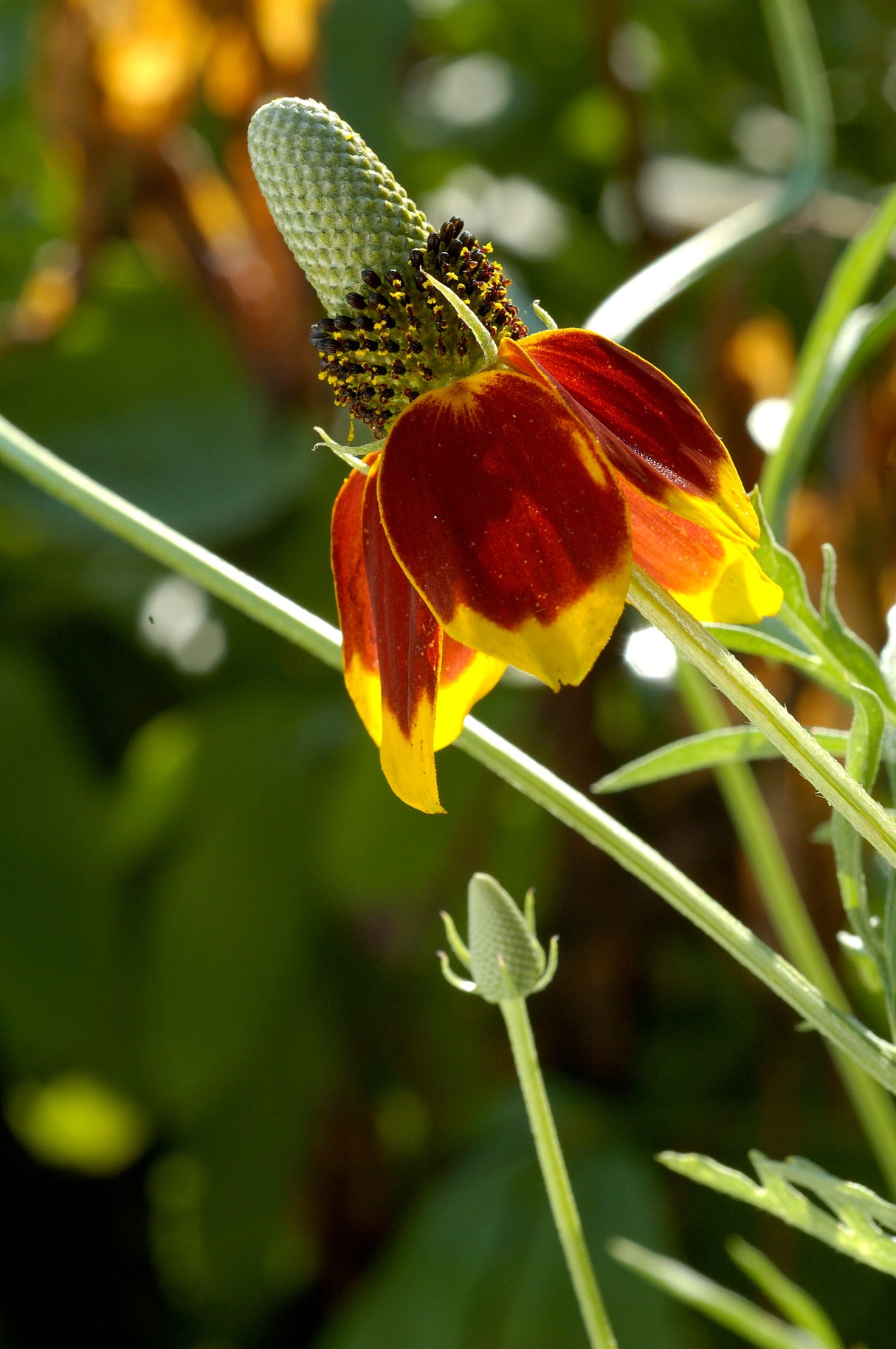 500 MEXICAN HAT Ratibida Columnaris Columnifera Red & Yellow Native Flower Seeds