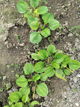 1000 CHINESE PLANTAIN Plantago Asiatica Herb Flower Seeds