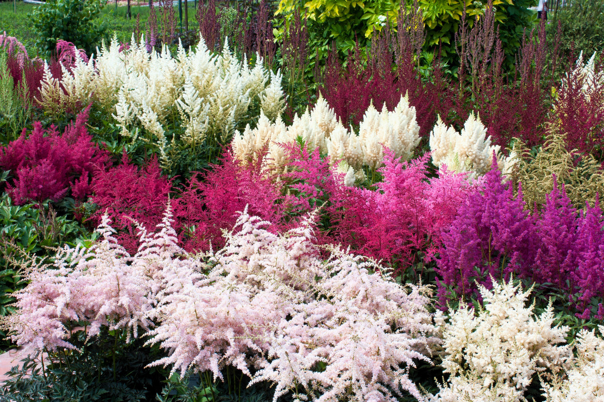 50 MIXED Colors ASTILBE BUNTER Astilbe Simplicifolia Shade Red White Purple Pink Flower Seeds