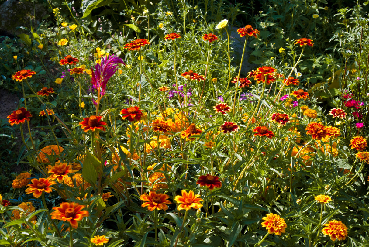 75 Mixed Colors PERSIAN CARPET ZINNIA Zinnia Haageana Flower Seeds