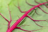 40 PINK LIPSTICK SWISS CHARD Vegetable Seeds Perpetual Spinach Beta Vulgaris Seeds