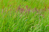 150 SWEET VERNAL GRASS Sweet Grass Vanilla Grass Anthoxanthum Odoratum Fragrant Vernalgrass Ornamental Craft Seeds
