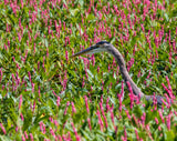 100 PINKWEED Smartweed Pink Knotweed Polygonum Wetland Flower Herb Seeds