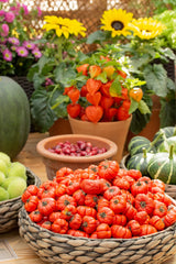 25 TURKISH ORANGE EGGPLANT Scarlet Solanum Aethiopicum Fruit Vegetable Seeds