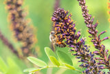 50 FRAGRANT FALSE INDIGO (Dwarf Wild Indigo) Amorpha Nana Flower Seeds
