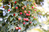 5 PINK DOGWOOD Tree Cornus Capitata Angustata Kousa Ornamental Flowering Tree Seeds