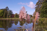 200 Ornamental PINK PAMPAS GRASS Cortaderia Selloana Rosea Seeds