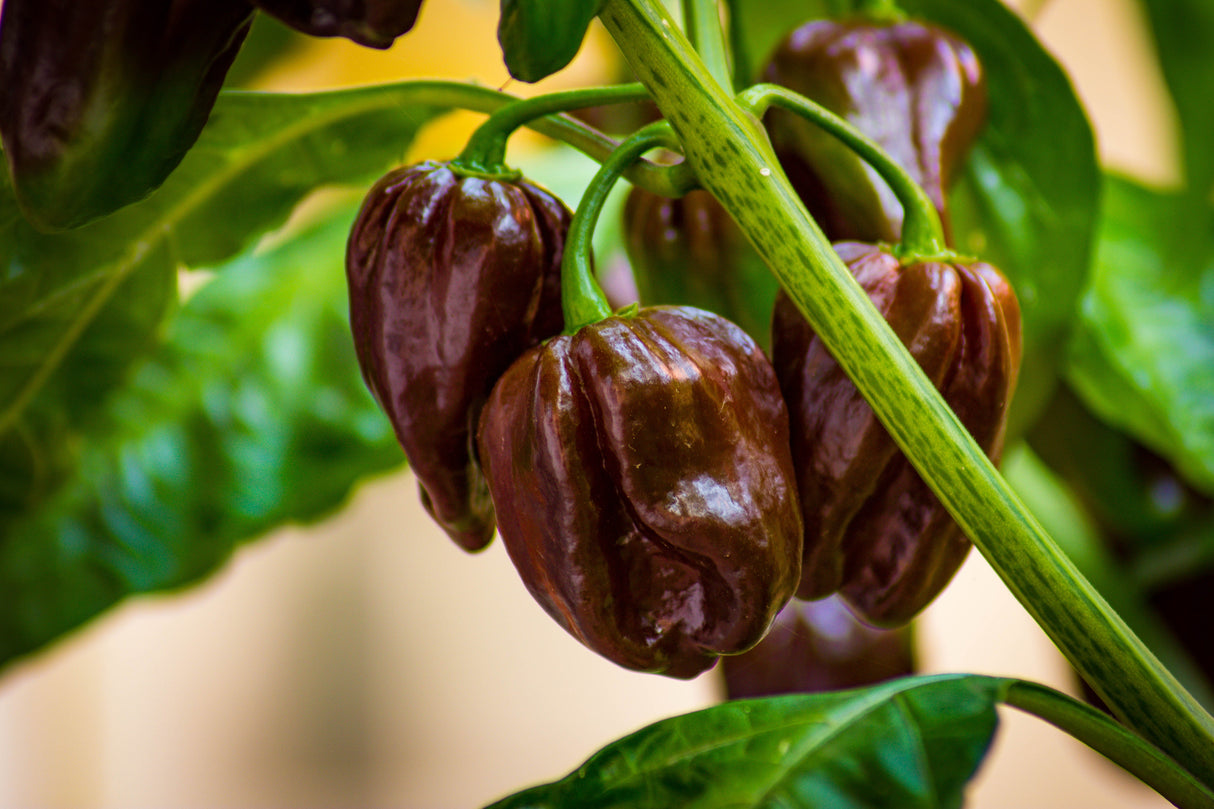 50 Mixed HOT HABANERO PEPPER Red Orange White Brown Mix Capsicum Chinense Seeds