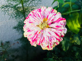 150 PEPPERMINT STICK ZINNIA Mix Mixed Colors Red Stripe Elegans Flower Seeds