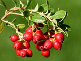 100 Perennial CRANBERRY American Vaccinium Macrocarpon Red Fruit Bush Seeds