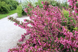 50 OLD FASHIONED WEIGELA Florida Bush Shrub Flower Seeds